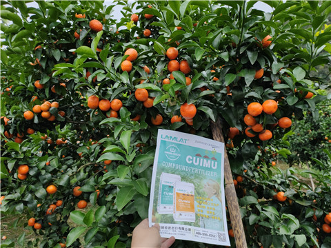 顆粒水溶肥，拉姆拉，翠姆