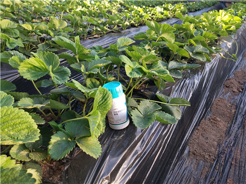 葉面肥，拉姆拉，翠姆