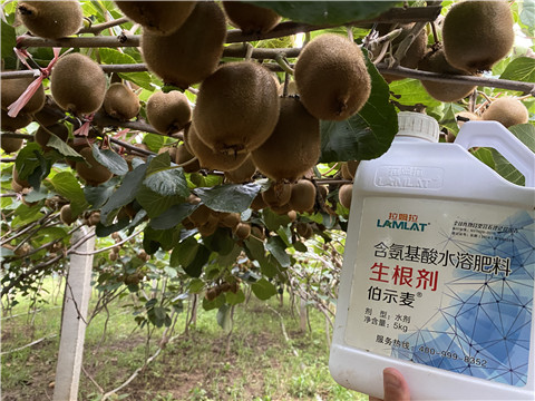 進口水溶肥，拉姆拉，伯示麥