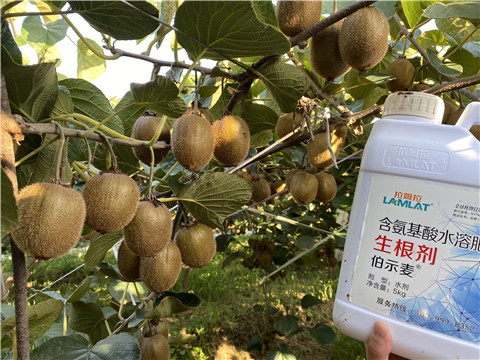 進口水溶肥，拉姆拉，伯示麥