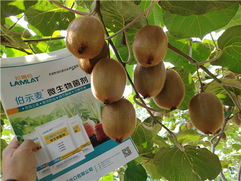 進口水溶肥，拉姆拉，伯示麥