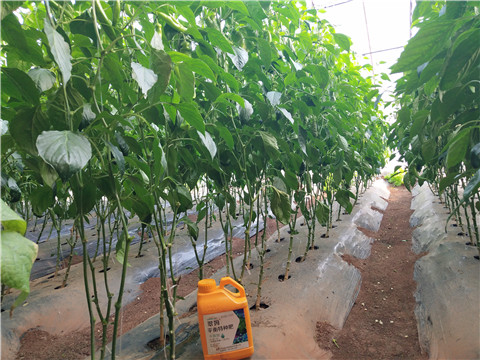 滴灌肥，拉姆拉，翠姆