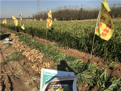 水溶肥，拉姆拉，翠姆