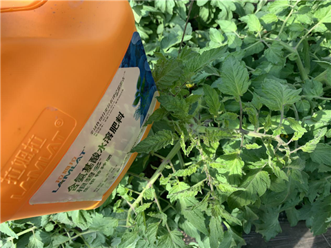 水溶肥，拉姆拉，翠姆