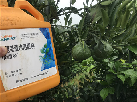 水溶肥，拉姆拉，翠姆