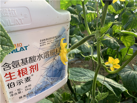 水溶肥，拉姆拉，伯示麥