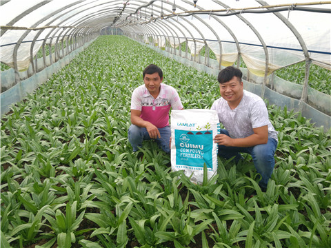 水溶肥，拉姆拉，翠姆