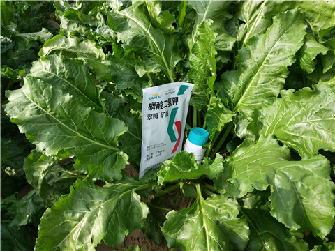 水溶肥，拉姆拉，翠姆