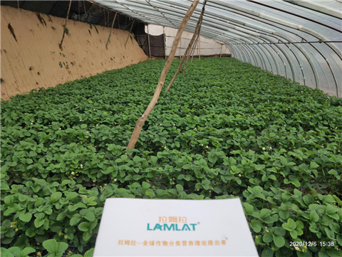 水溶肥，拉姆拉，翠姆