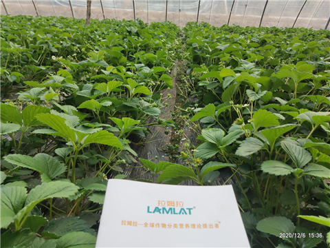 水溶肥，拉姆拉，翠姆