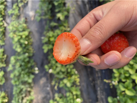 水溶肥，拉姆拉，翠姆