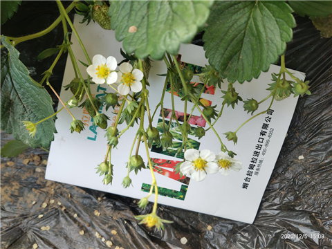 水溶肥，拉姆拉，翠姆