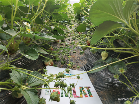 水溶肥，拉姆拉，翠姆