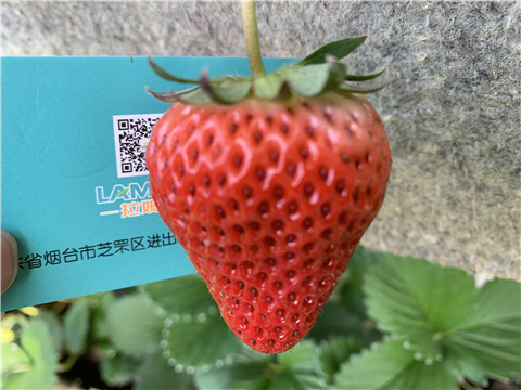 水溶肥，拉姆拉，翠姆