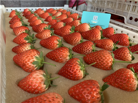 水溶肥，拉姆拉，翠姆