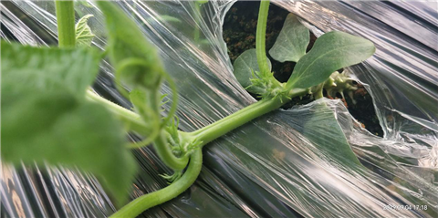 微生物菌劑，拉姆拉，翠姆