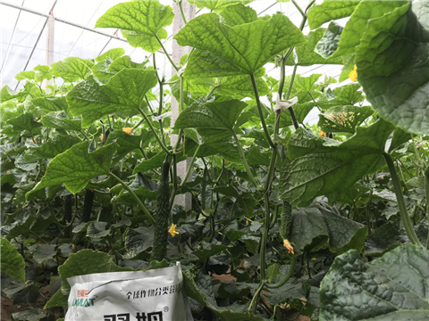 微生物菌劑，拉姆拉，翠姆