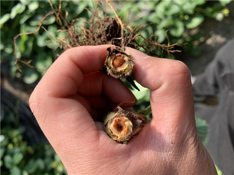 水溶肥，拉姆拉，翠姆