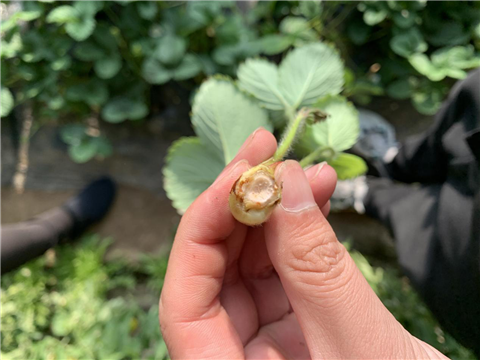 水溶肥，拉姆拉，翠姆