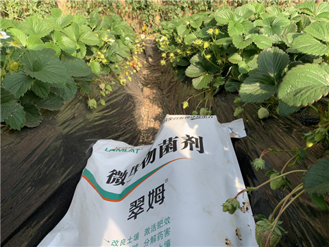 水溶肥，拉姆拉，翠姆