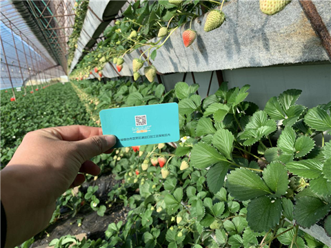 水溶肥，拉姆拉，翠姆