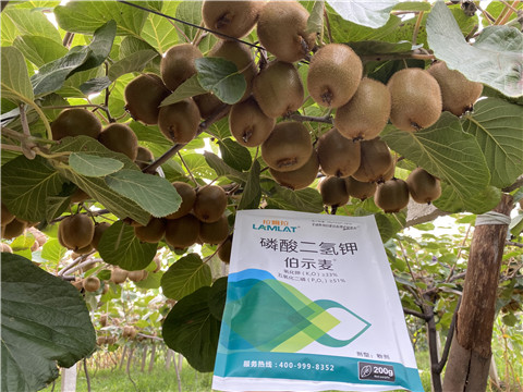 磷酸二氫鉀，拉姆拉，伯示麥