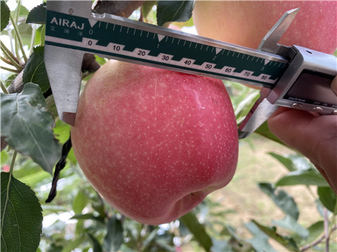 沖施肥，拉姆拉，翠姆