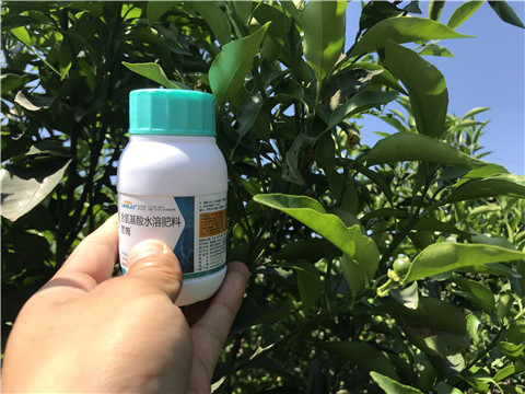 葉面肥，拉姆拉，翠姆