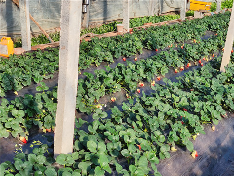 水溶肥，拉姆拉，翠姆