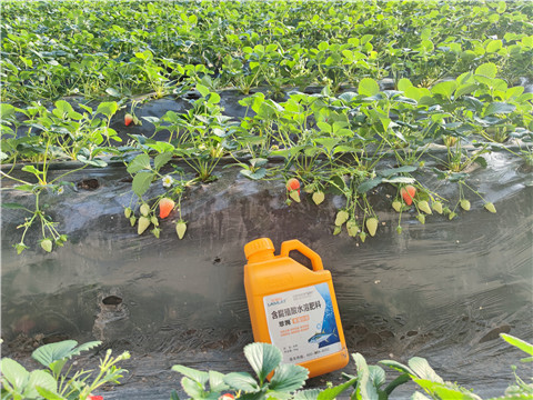 水溶肥，拉姆拉，翠姆