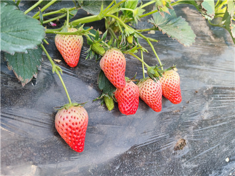 水溶肥，拉姆拉，翠姆