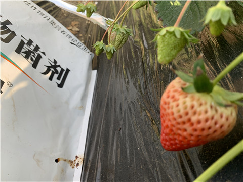 微生物菌劑，拉姆拉，翠姆