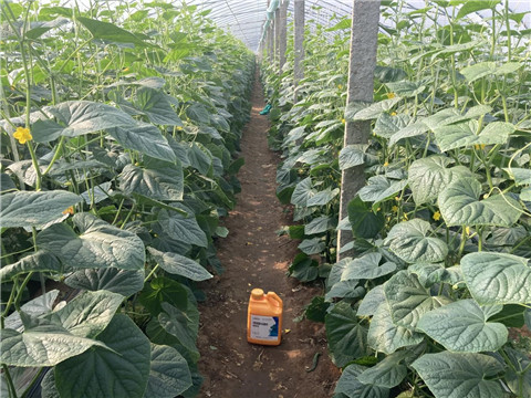 作物施肥管理，拉姆拉，翠姆