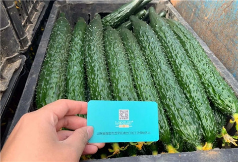 作物施肥管理，拉姆拉，翠姆