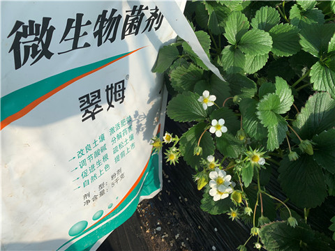 微生物菌劑，拉姆拉，翠姆