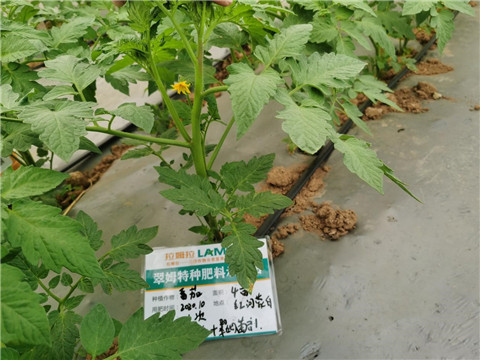 水溶肥，拉姆拉，翠姆