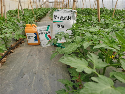 水溶肥，拉姆拉，翠姆