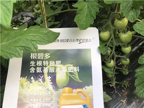 水溶肥，拉姆拉，翠姆