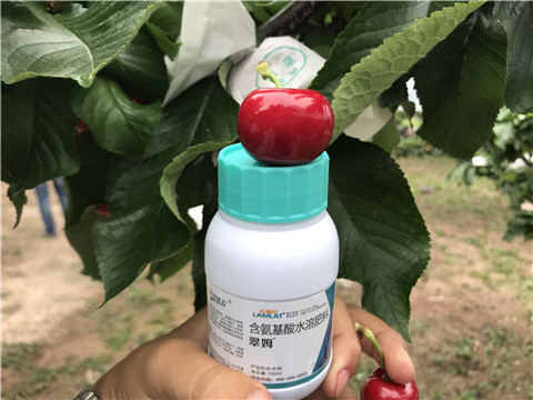 水溶肥，拉姆拉，翠姆