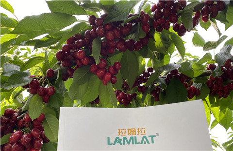 水溶肥，拉姆拉，翠姆