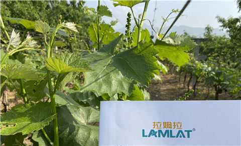 進口水溶肥，拉姆拉，翠姆