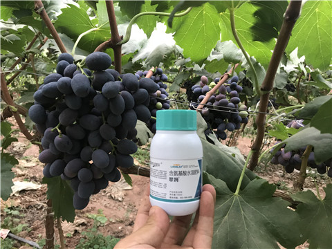 進口水溶肥，拉姆拉，翠姆