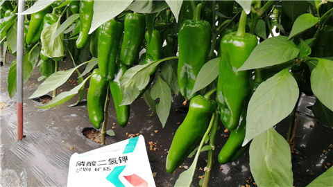 磷酸二氫鉀，拉姆拉，翠姆