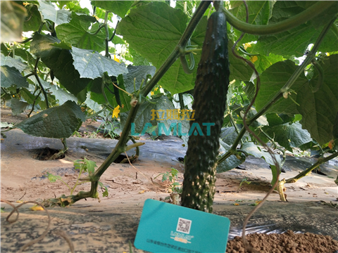 水溶肥，拉姆拉，翠姆