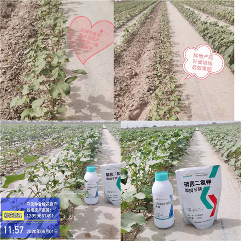 葉面肥，拉姆拉，翠姆