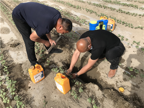 葉面肥，拉姆拉，翠姆