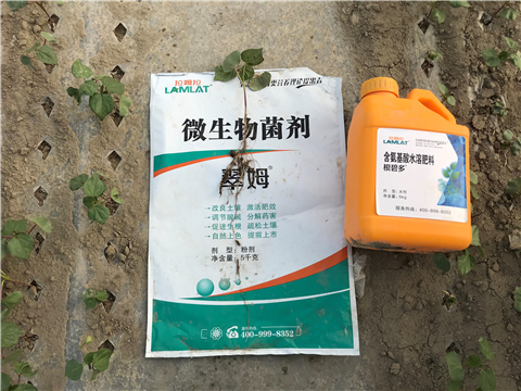 葉面肥，拉姆拉，翠姆