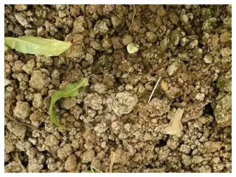 水溶肥，拉姆拉，翠姆