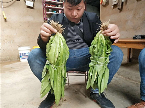 水溶肥，拉姆拉，翠姆