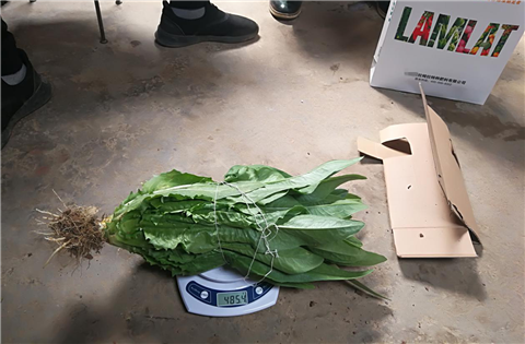 水溶肥，拉姆拉，翠姆